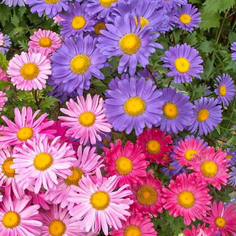 Kerti őszirózsa Konigin der Hallen - Aster chinensis, Aster chinensis, virág